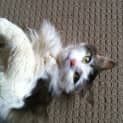 Photo of Dusty Senior Cat (Located In Windsor)