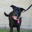 Photo of Sheba
