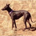 Photo of Shelby *On Trial In Her New Home*