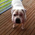 Photo of Sarge