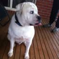 Photo of Sarge