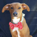 Photo of Rigby