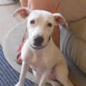 Photo of Lily