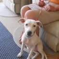 Photo of Lily