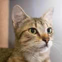 Photo of Nibbles