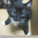 Photo of Socks