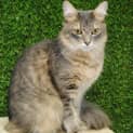 Photo of Oscar