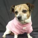 Photo of Missy