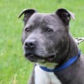 Photo of Diesel