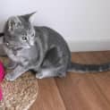 Photo of Kira