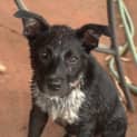 Photo of Max **Such A Beautiful Natured Pup**