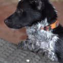 Photo of Max **Such A Beautiful Natured Pup**