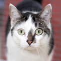 Photo of Placid Pat (Candy)