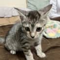 Photo of Hazel