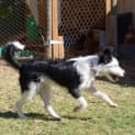 Photo of Chloe *On Trial In Her New Home*