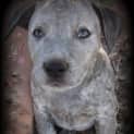 Photo of Hunter