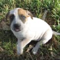 Photo of Hollie..Loving Little Pup