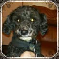 Photo of Charlie Bear