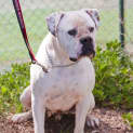 Photo of Bouncer Id18353