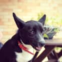 Photo of Sox