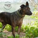 Photo of Brock $200 Staffy Special!!! Id13054