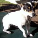 Photo of Bella