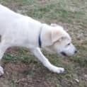 Photo of Chevy