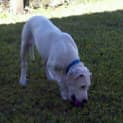 Photo of Dodge