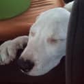 Photo of Dodge