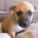 Photo of Mocha