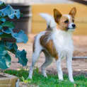 Photo of Hokey *On Trial In Her New Home*