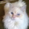 Photo of Benny