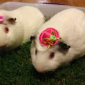 Photo of Misha And Tinka