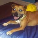 Photo of Diesel