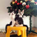 Photo of Patches