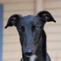 Photo of Lilly