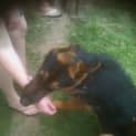 Photo of Champ