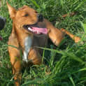 Photo of Cricket