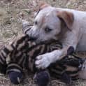 Photo of Clara.. Cheeky Pup