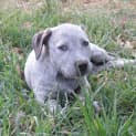 Photo of Hunter