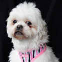 Photo of Jamilla
