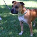 Photo of Diesel