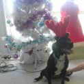 Photo of Jay Jay (Adopted 26/12/13)