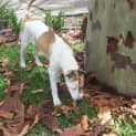 Photo of Marly (On Trial 4/1/13)