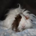 Photo of Harold
