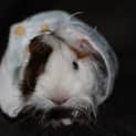 Photo of Harold