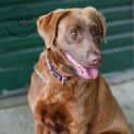 Photo of Remy (Super Friendly) Id 18626