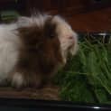 Photo of Harold