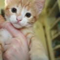 Photo of Ollie
