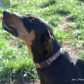 Photo of Bruno   **A Social Butterfly Who Is A Teddy Bear**